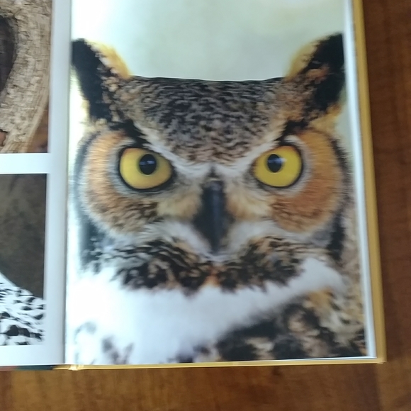 'Birds" hardcover book. - Picture 4 of 5